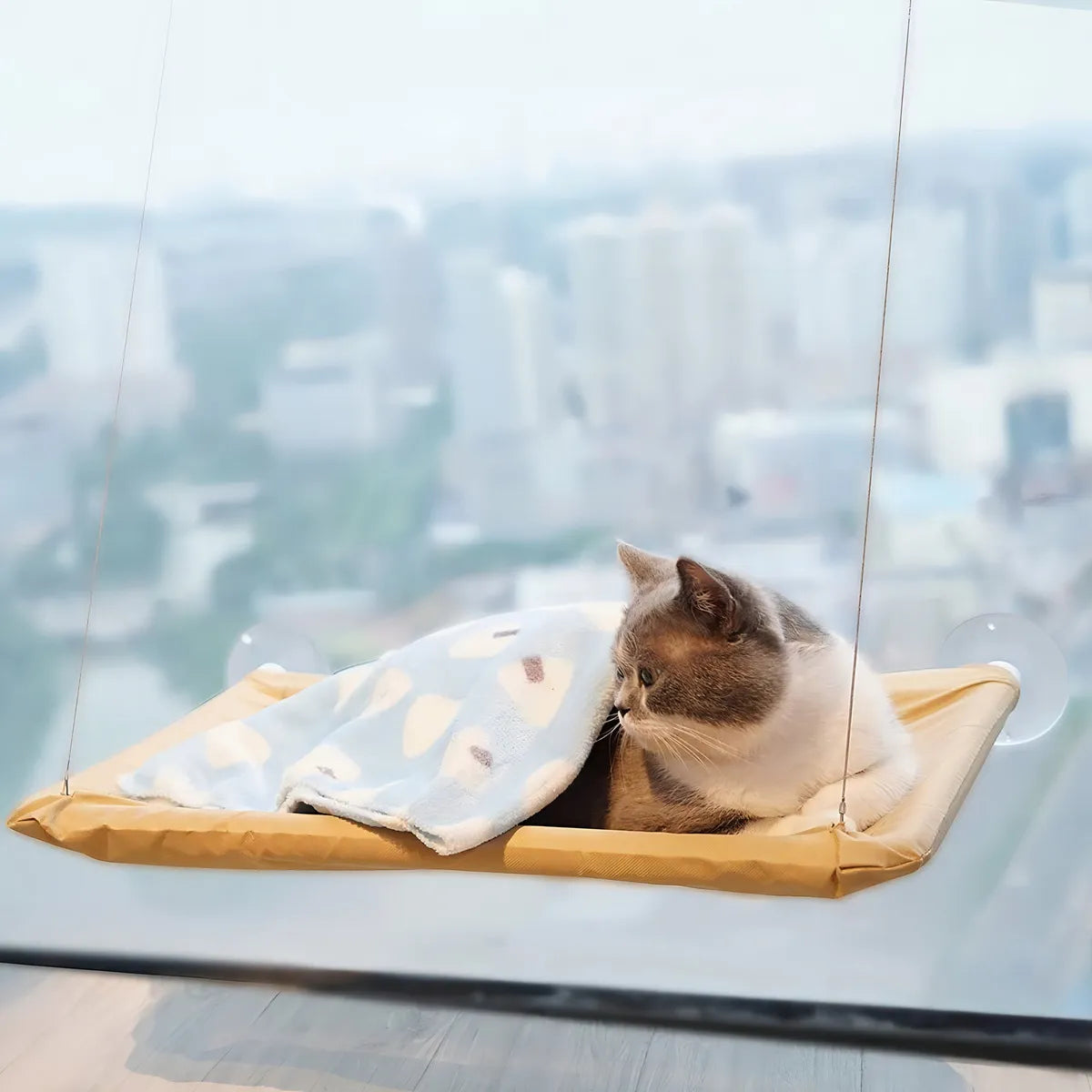 Mirador Felino